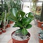 Adenium obesum