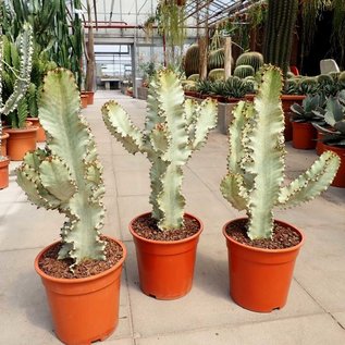 Euphorbia ingens cv. Marmorata verzweigt