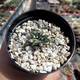 Ariocarpus kotschoubeyanus v. elephantidens  Cadeveyta   CITES, not outside EU