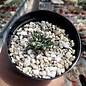 Ariocarpus kotschoubeyanus v. elephantidens  Cadeveyta   CITES, not outside EU