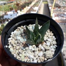 Ariocarpus trigonus v. minor     CITES, not outside EU