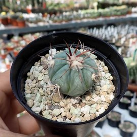 Echinocactus horizonthalonius   Huizache, km 22