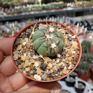 Echinocactus horizonthalonius