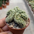 Mammillaria elongata     cristata