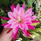 Epiphyllum-Hybr. Frau H.M. Wegener