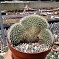 Mammillaria spinosissima ssp. pilcayensis    cristata