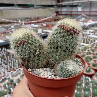 Mammillaria spinosissima ssp. pilcayensis