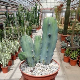 Myrtillocactus geometrizans