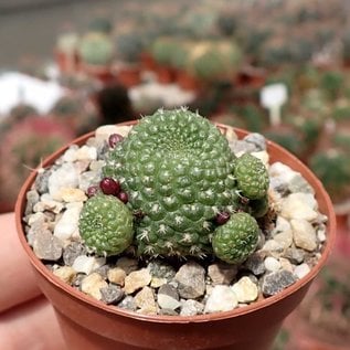 Rebutia krainziana Nudum