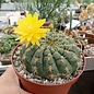 Oroya borchersii   Cordillera Blanca, Peru