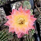 Echinopsis-Hybr. Arabelle  Rheingold 211