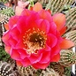 Echinopsis-Hybr. Ayacucho