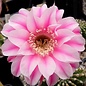 Echinopsis-Hybr. La Paloma A  Rheingold 296