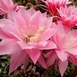 Echinopsis-Hybr. Pink Diamond