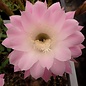 Echinopsis-Hybr. Princess Ann