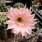 Echinopsis-Hybr. Princess Diana Abbey Brook Hybride