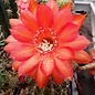 Echinopsis-Hybr. Raoul Wallenberg