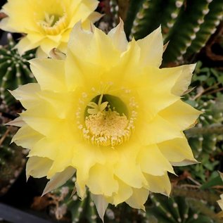 Echinopsis-Hybr. Roth H 2