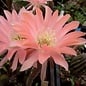 Echinopsis-Hybr. Salmon Queen  Serie 388