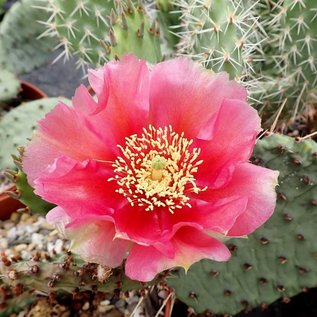 Opuntia macrorhiza   Safford Kansas    (dw)