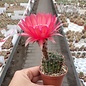 Echinopsis-Hybr. Rubin von Muggensturm  Serie 334