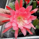 Epiphyllum-Hybr. Karl Paetz