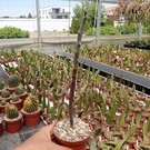 Ceropegia variegata   Maji Ya, Chumvi, Kenya