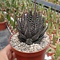 Haworthia pumila  cv. Royal Albert