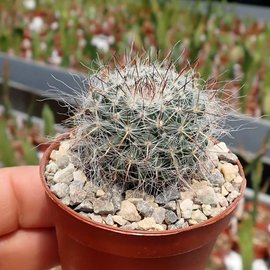 Mammillaria hahniana