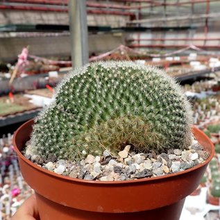 Mammillaria spinosissima     cristata