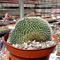 Mammillaria spinosissima     cristata