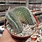 Mammillaria spinosissima     cristata