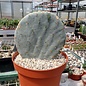 Opuntia guerrana