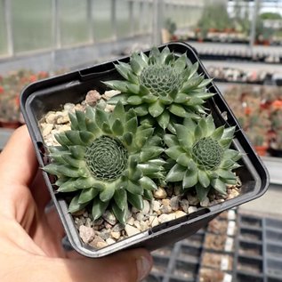 Orostachys fimbriata   Mongolei    (dw)