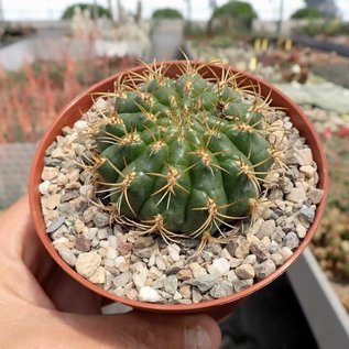 Oroya borchersii   Cordillera Blanca, Peru