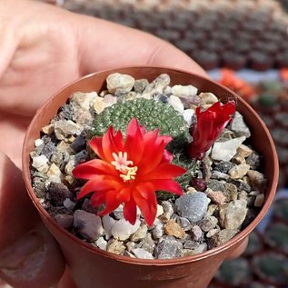 Rebutia krainziana Nudum