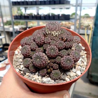 Sulcorebutia rauschii