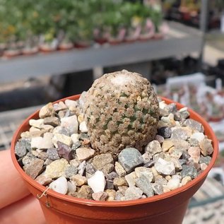 Turbinicarpus valdezianus      CITES, not outside EU