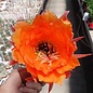 Echinopsis-Hybr. Pricot x Romeo x Arkan