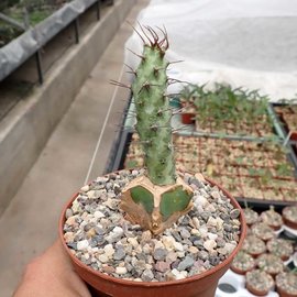 Euphorbia spec. Cap Guardafui   gepfr.