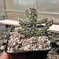 Cylindropuntia spinosior cv. Kurt      (dw)