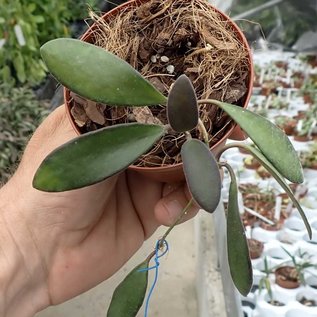 Hoya queson sp. 2 leaves