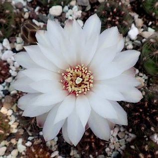 Gymnocalycium mesopotamicum