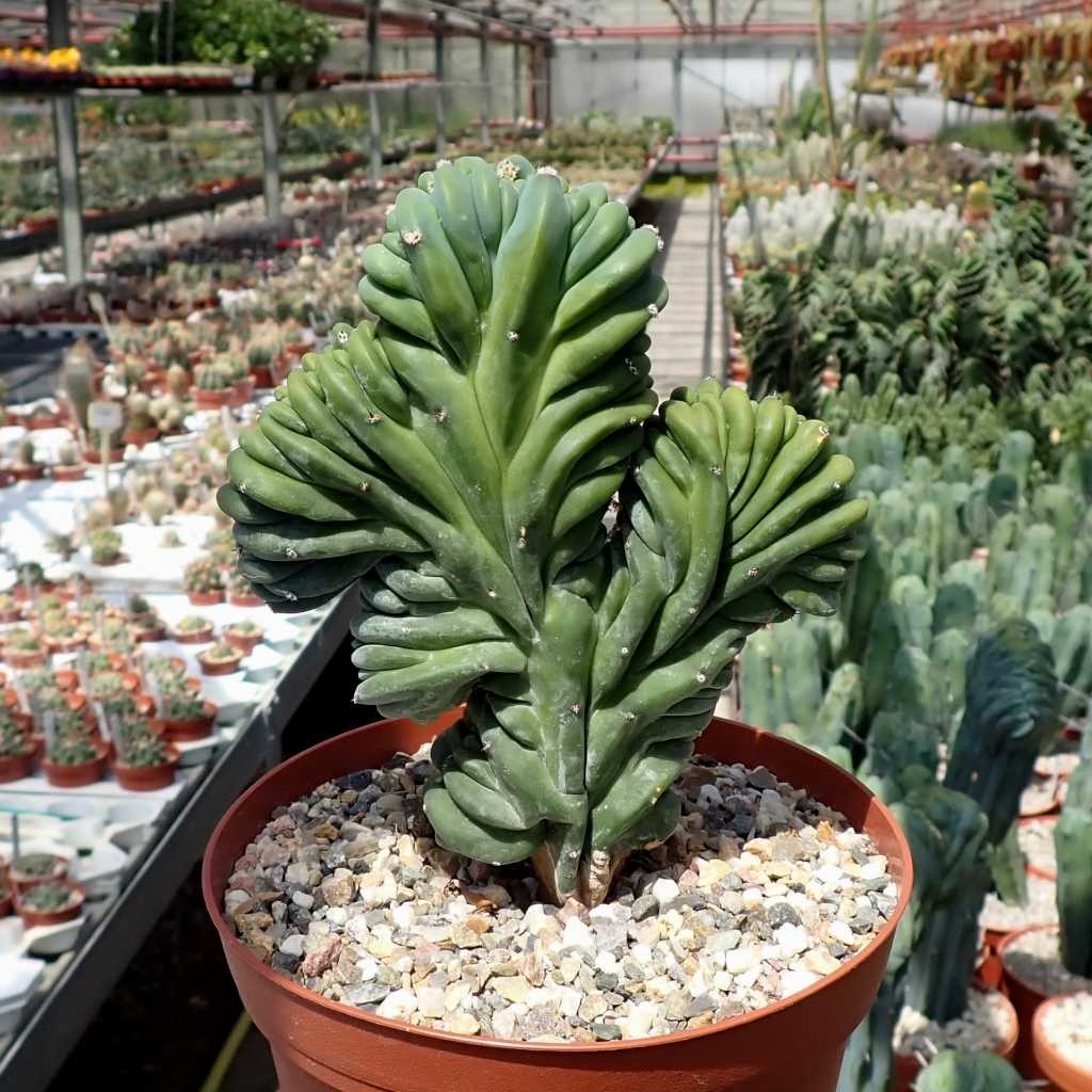 Myrtillocactus geometrizans cristata Uhlig Kakteen Über 5000