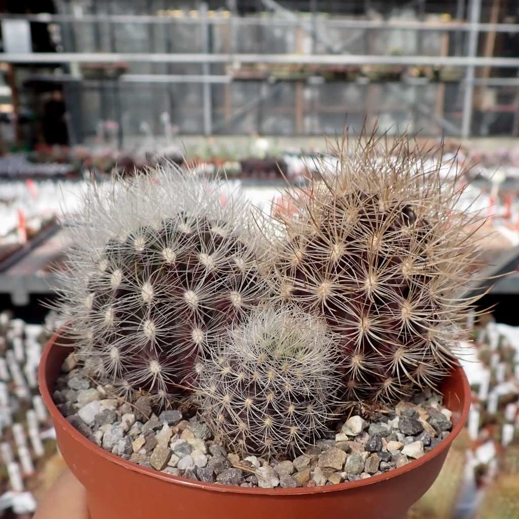 Neoporteria multicolor Uhlig Kakteen Über 5000 verschiedene Arten