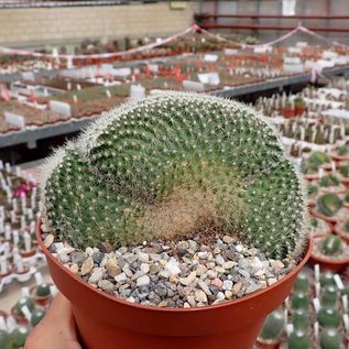 Mammillaria spinosissima Un Pico,     cristata