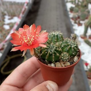 Lobivia arachnacantha cv. roseiflora