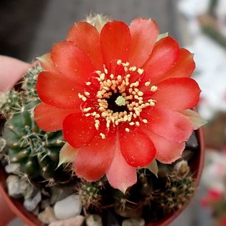 Lobivia arachnacantha cv. roseiflora