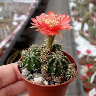 Lobivia arachnacantha cv. roseiflora