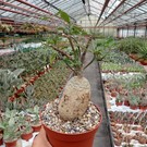 Fockea edulis   Namibia, South Africa (North Cape, Western Cape)